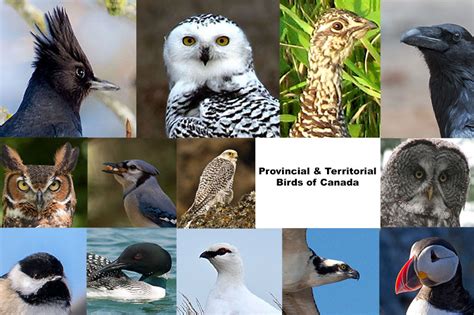 Official Canadian Birds Quiz Bird Protection Quebec