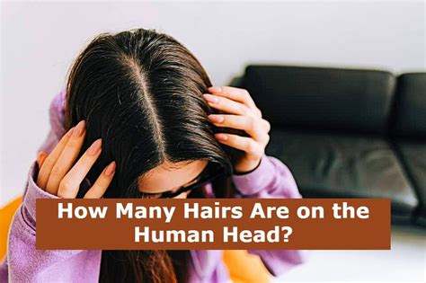 How Many Hairs Are On The Human Head