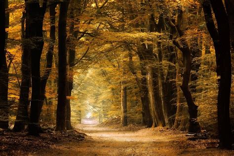 Nature Photography Landscape Path Forest Fall Yellow Dirt Road