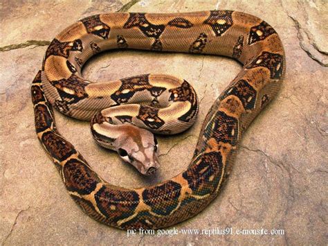 Hewan ovovivipar pengertian contoh dan penjelasannya lengkap tutorialbahasainggris co id. 10 Contoh Hewan Ovovivipar Lengkap Beserta Gambar Dan ...