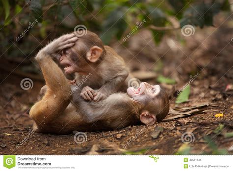 Monkeys Playing Stock Image Image Of Hainan Nature
