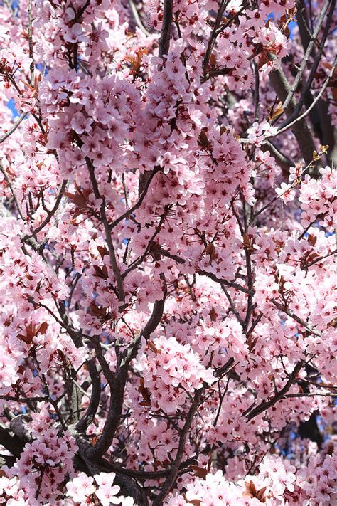 Sunny Pink Blossoms Photograph By Carol Groenen Fine Art America