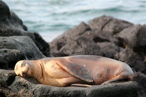 Leões De Mar De Galápagos Foto De Stock Imagem De Rochas 26833958