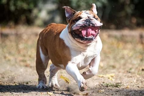 Some dogs just shed a lot, some don't. Do English Bulldogs Shed? - The Bulldog Blog