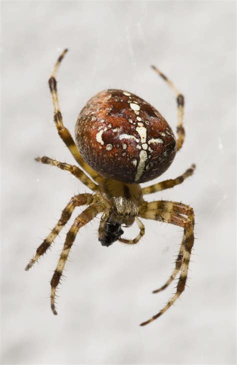 Free Images Nature Brown Fauna Invertebrate Close Up Arachnid