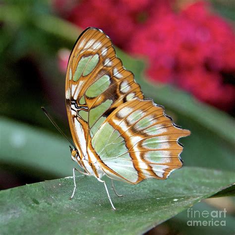 Unique Butterfly Photograph By Jason Waugh Pixels
