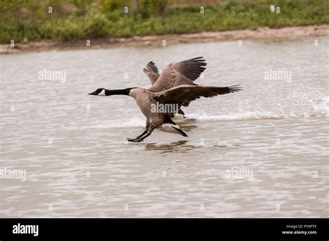 Canada Geese Landing On Water Hi Res Stock Photography And Images Alamy