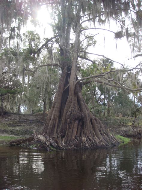 Florida Cypress Tree Peace River