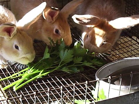 Naturally Feeding Rabbits Eco Snippets
