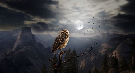 Gambar Owl 3d Blacki Gambar