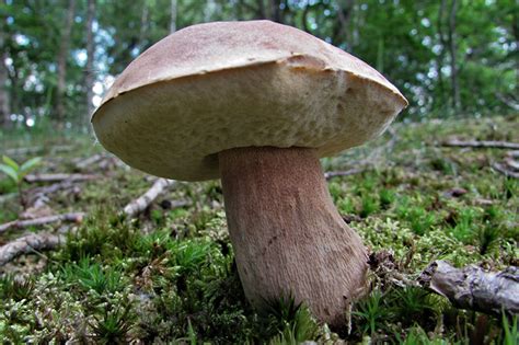 Identifying Boletus Mushrooms