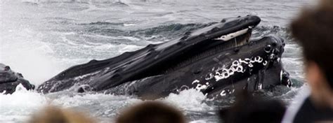Gloucester Whale Watch in Gloucester Massachusetts - Boston MA Best