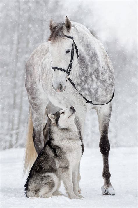 Friendship Between A Horse And Husky Dog Caught In Mesmerizing Photos