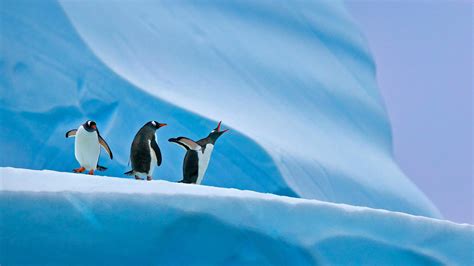 三只企鹅可爱电话壁纸 壁纸图片大全