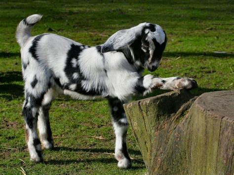 13 Best Goat Hd Wallpapers Images On Pinterest Hd Wallpaper