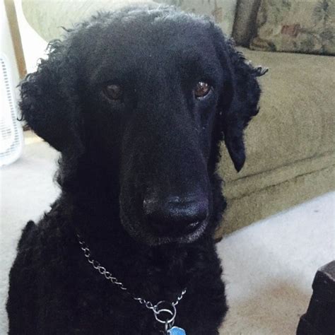 All breed characteristics and facts about curly retriever dogs 2021, july. Ozzy the Curly-Coated Retriever is looking good on Pack ...