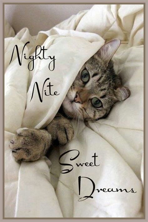 Nighty Nite J Sweet Dreams Good Night Funny Good Night Cat Cute