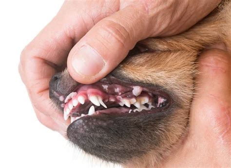 Dog Mouth Ulcers Stomatitis In Dogs Canker Sores On Dogs Treatment