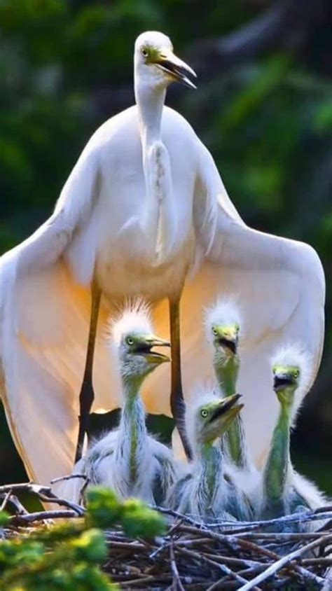 download great egret mother bird picture
