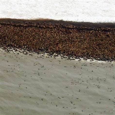 Shrinking Sea Ice Forces Walruses To Crowd Onto Remote Alaskan Beach