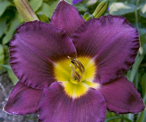 Harvest the last of the vegetables in the garden that don't tolerate frosts. EuroBlooms Quality Flower Bulbs | Bulb flowers, Day lilies ...