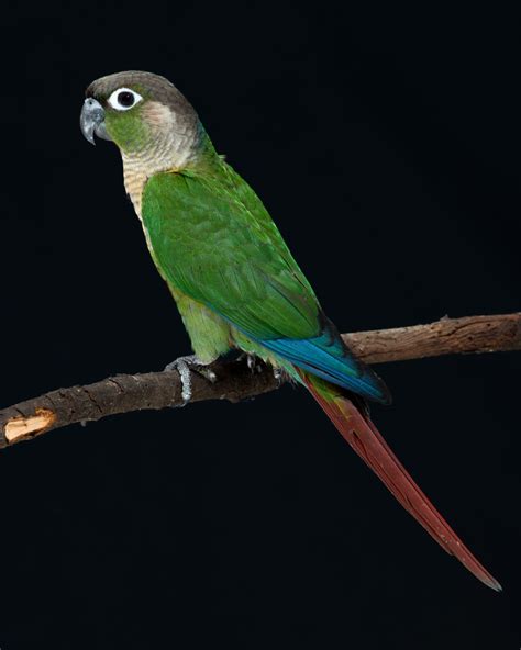 Pineapple Green Cheeked Conures Combination Of Opaline And Cinnamon