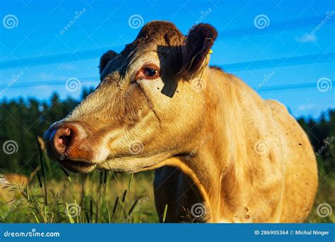 Brown Cow Photographed Close Up Head Portrait Stock Photo Image Of