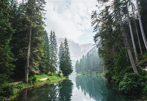 750 Evergreen Pictures Hd Download Free Images On Unsplash
