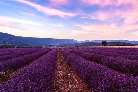 Beautiful Landscape Of Lavender Fields At Sunset Near Sault Stock Photo