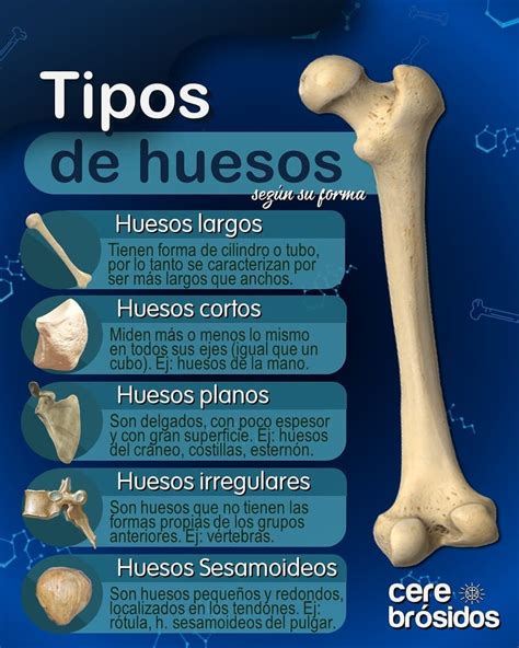Cerebrosidos On Instagram “clasificación De Los Huesos Según Su Forma