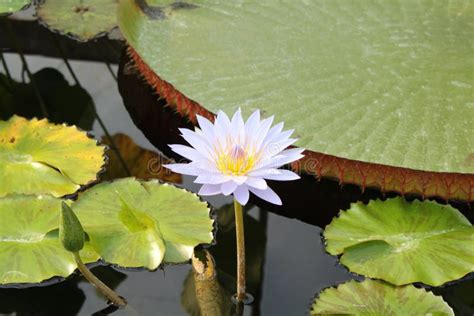 Lily Pad And Lotus Stock Photo Image Of Plant Nature 141587290