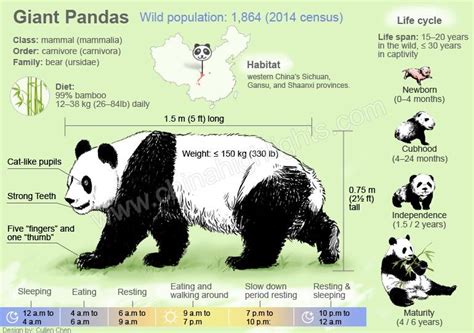 Cuddly Giants 10 Interesting Facts About Pandas Technoroll