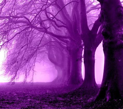 Purple Lavender Forest Wallpapers Wallpaper Cave