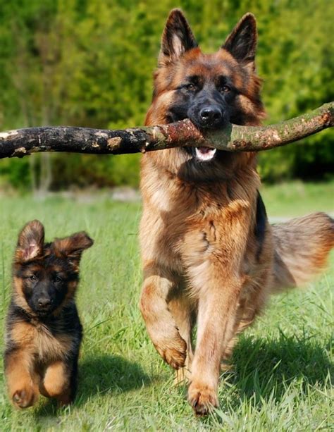 Alsatian Dog Breed Details Price Origin Facts Images News Bugz