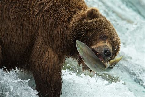 Brown Bear Catching Salmon Flickr Photo Sharing