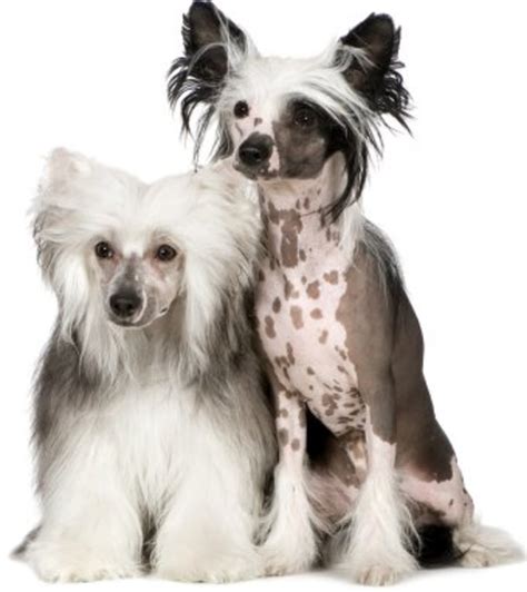 We did not find results for: The Chinese Crested Dog