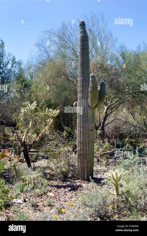 California Cactus Hi Res Stock Photography And Images Alamy