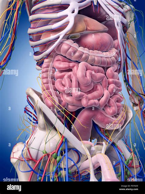 Medically Accurate Illustration Of The Abdominal Anatomy Stock Photo