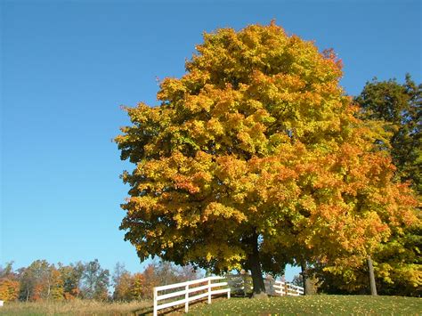 10 Best Trees For Brilliant Fall Color Walnut Creek Ca Patch