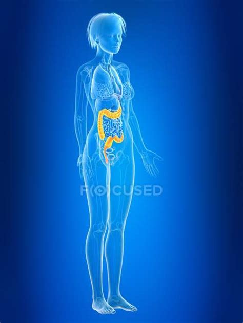 3d Rendered Illustration Of Colored Female Colon In Body Silhouette