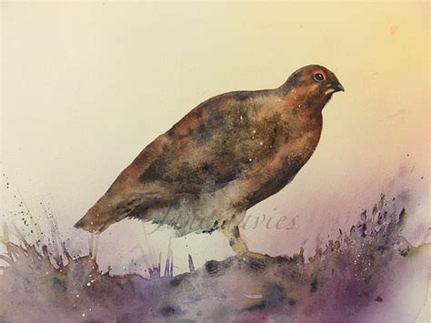 Grouse In The Heather Painted By Watercolour Artist Jane Davies Jane