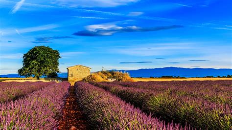 Pictures Provence France Nature Sky Fields Lavender 1920x1080