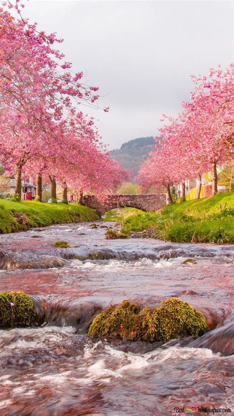 Sakura Trees On The River Hd Wallpaper Download