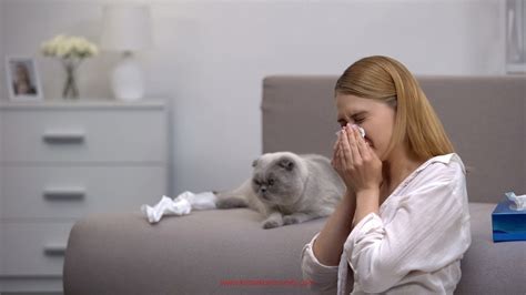 Cat Allergies Can You Live With Cats If You Are Allergic 2023