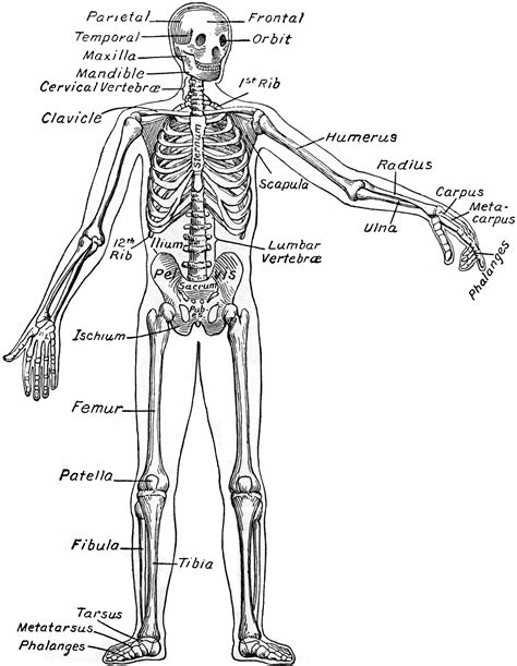 Human Label Skeletal Structure