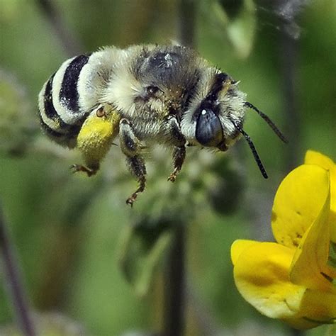Digger Bee Anthophora Urbana Bugguidenet