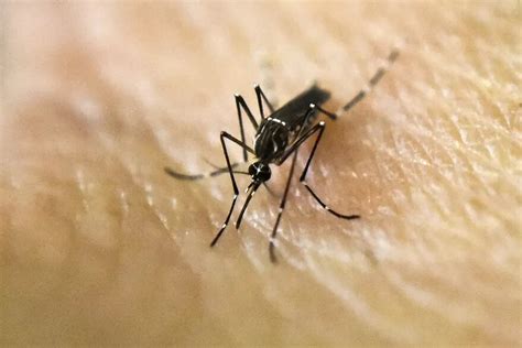 Dengue Cuáles Son Las Medidas De Prevención Más Efectivas Ante El
