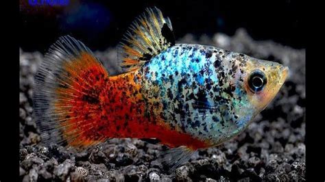Platy Fish Color Youtube