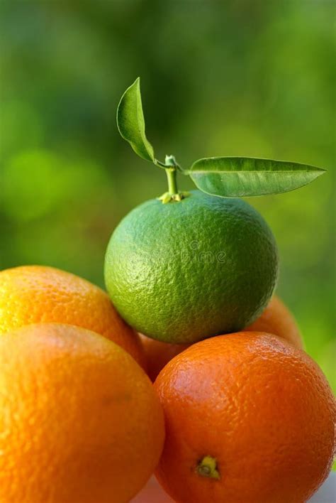 Green Orange Peel Closeup Detail Isolated Stock Image Image Of