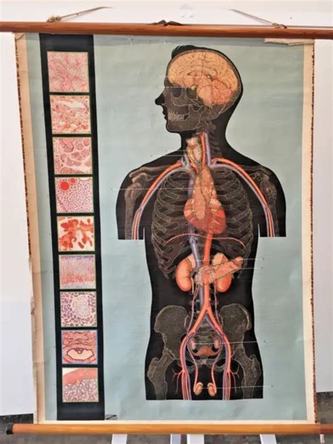 Original Vintage Scientific Anatomy Chart With Diagram Of Human Torso